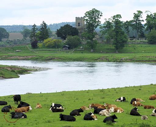 Scottish Borders River Tweed 8T049D-14.JPG